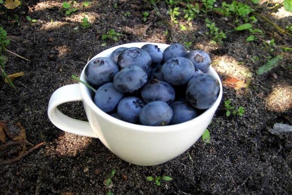 a cup of berries