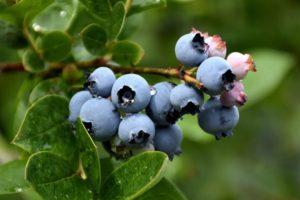 50 best varieties of garden blueberries with descriptions and characteristics