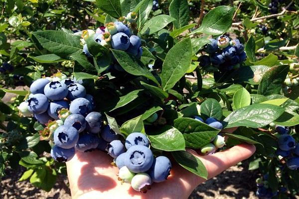 cultivo de arándanos