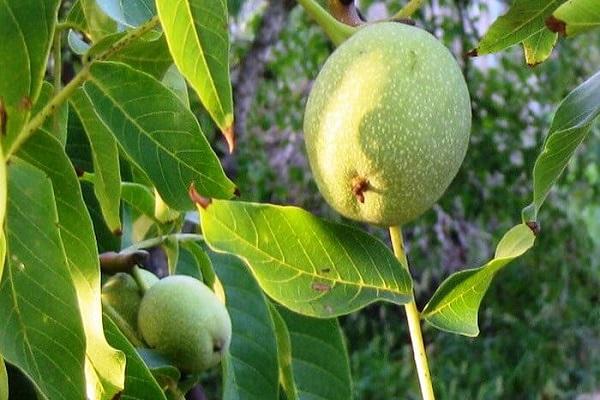 árbol de cinco años