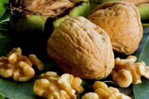 20 mejores variedades de nueces con descripción y características