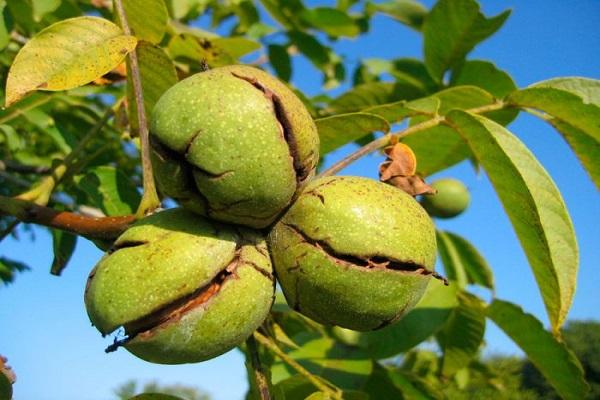 la fruta se está agrietando