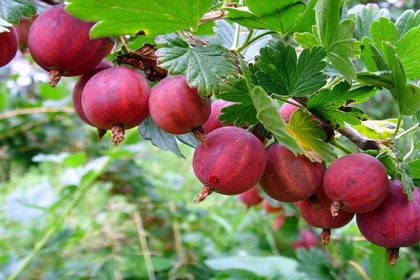 tender berries