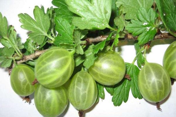 spherical fruits