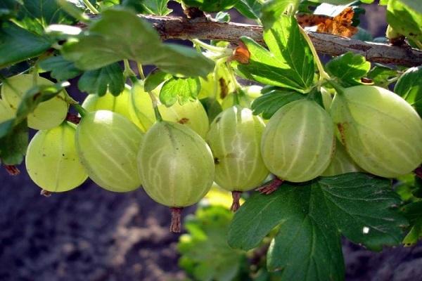 gooseberry hijau