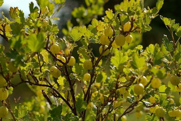 Jaune russe