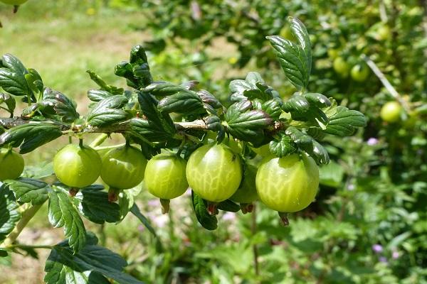 bayas de frutos grandes