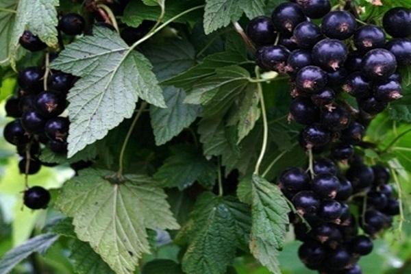 currant penduduk musim panas