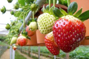 Installation de culture hydroponique pour la culture des fraises, comment fabriquer du matériel de vos propres mains