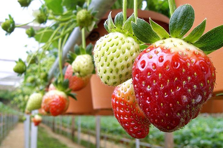 growing strawberries