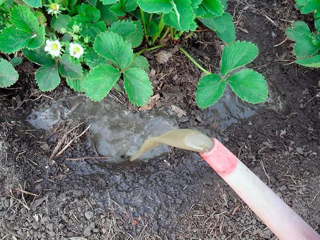 feeding strawberries