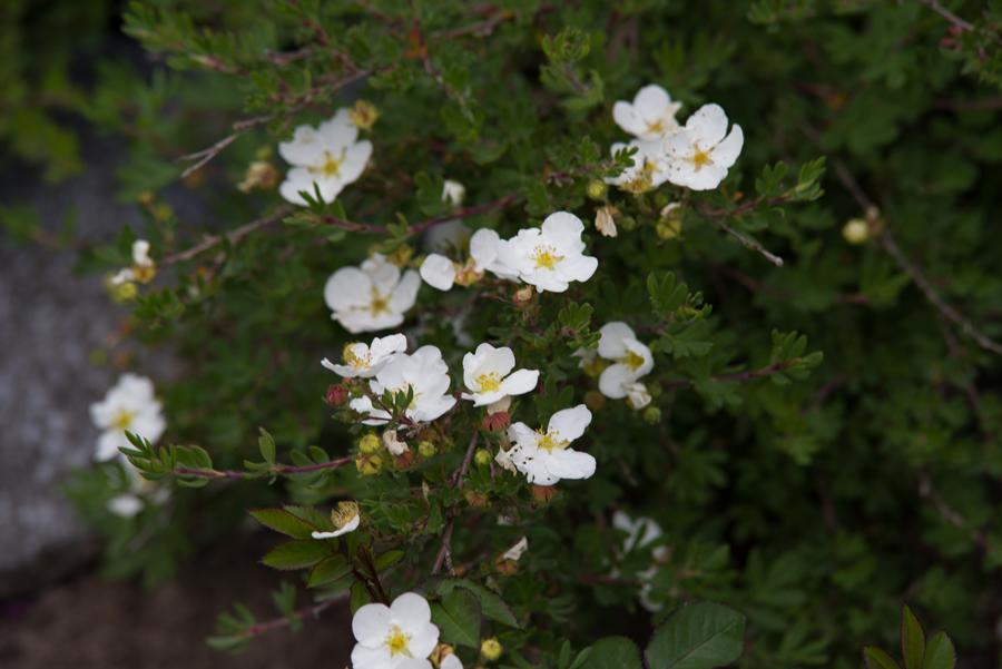 White flowers