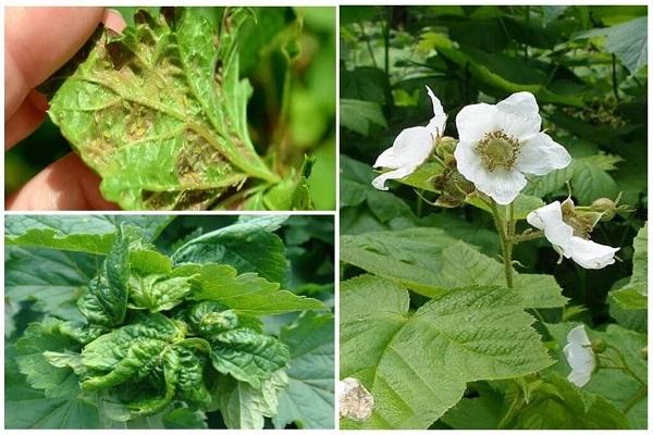 pucerons sur framboises