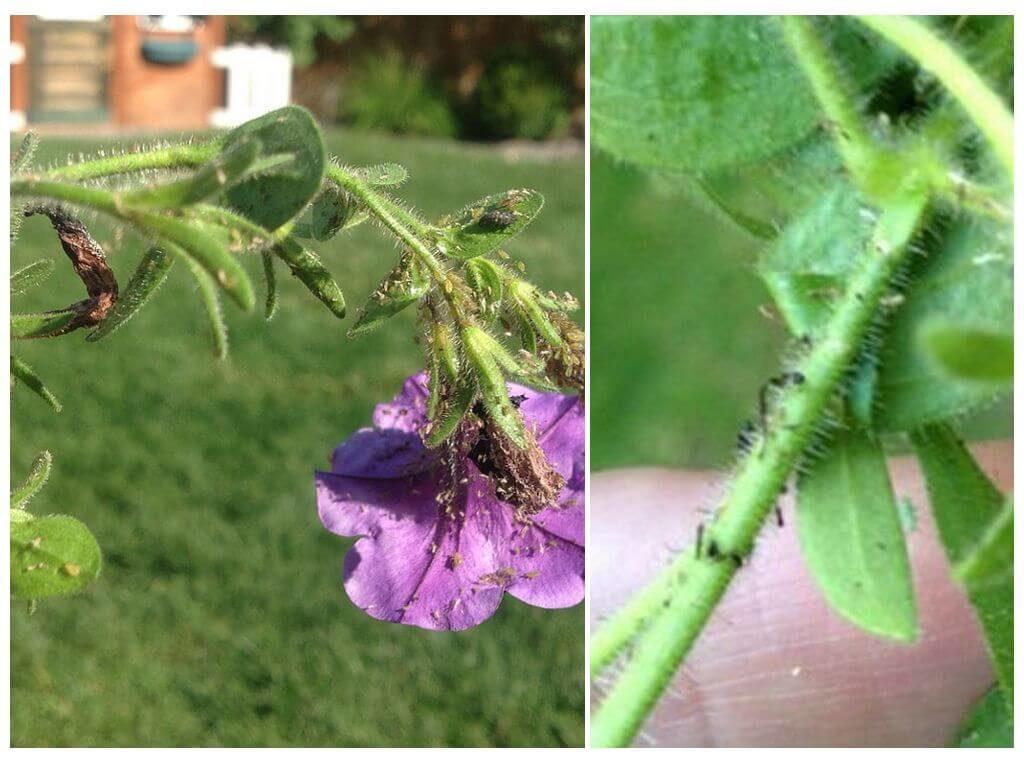 Aphids on petunias