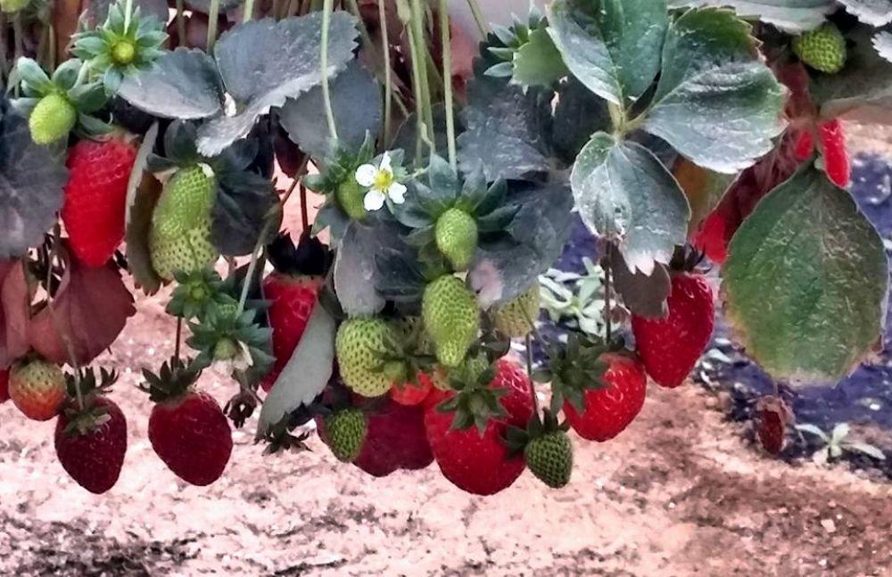 ripe strawberry