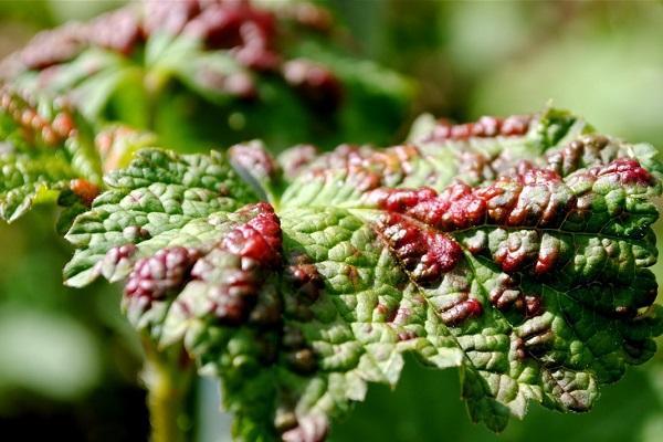 gall aphid