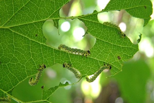 caterpillars eat