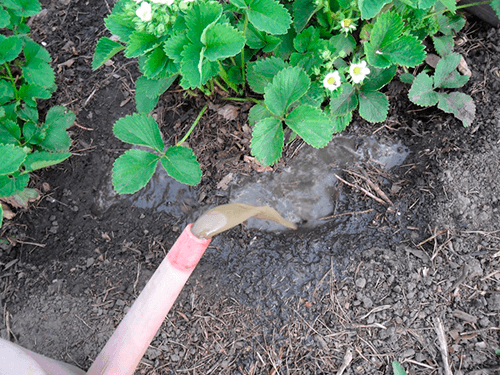 watering strawberries