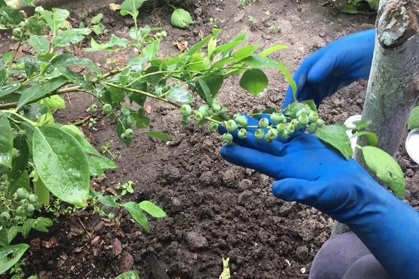 checking berries