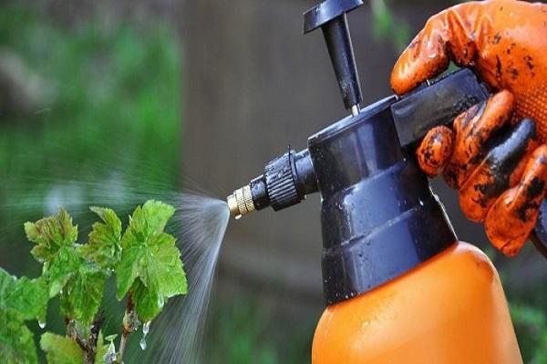 medidas de control de la herrumbre en las grosellas