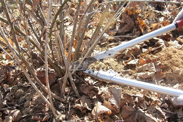 pruning for winter