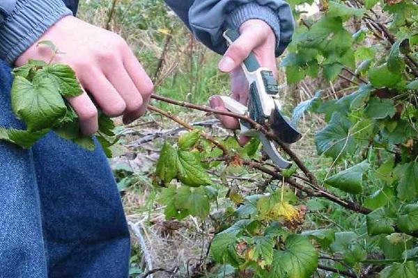 pruning a bush