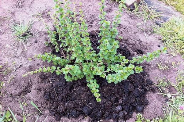 gooseberry bushes