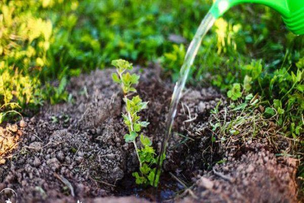 arrosant les plantes