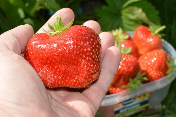 ripe strawberries