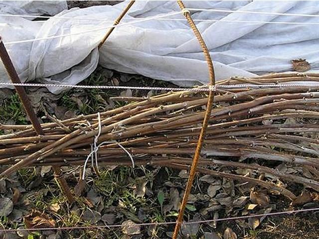 raspberry cuttings