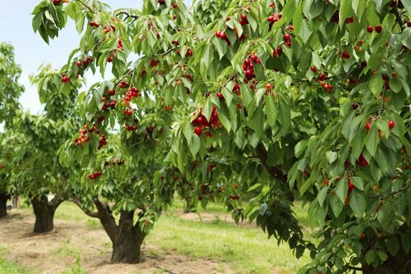 growing in gardens