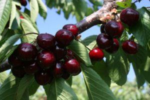 Description et caractéristiques des cerises Valery Chkalov, culture et soins