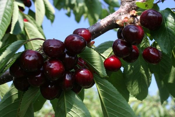 variedad de cereza