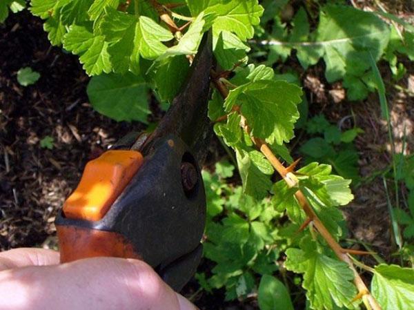 gooseberry pruning