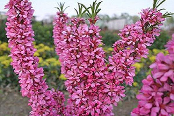 pétunia violet