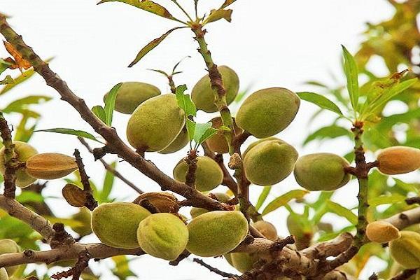 kacang pedas