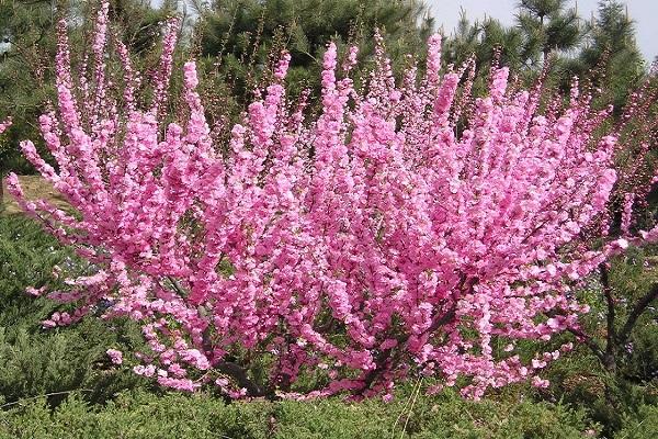 three-lobed shrub