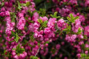 Description and characteristics of the best varieties and types of almonds, planting and care