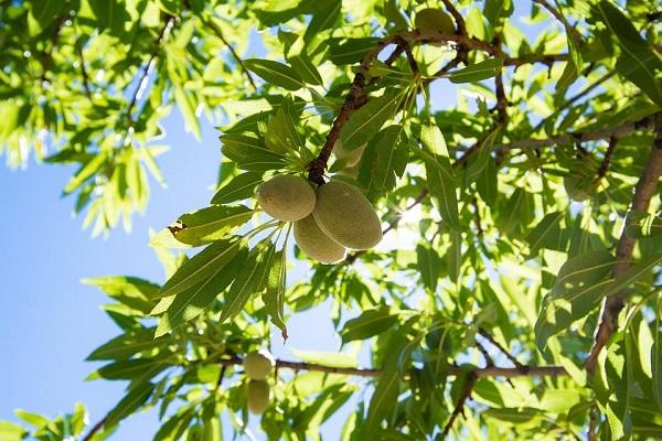 dessert fruit