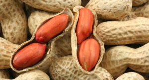 Description of varieties and types of peanuts, useful and harmful properties, planting and care