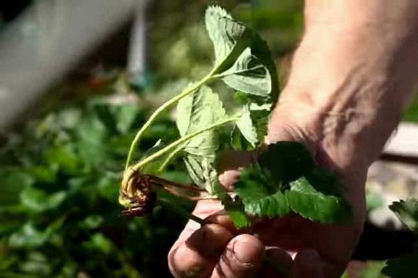 proceso de plantación