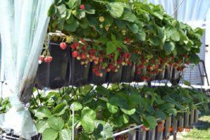 Rules for planting and growing strawberries in pots, suitable varieties