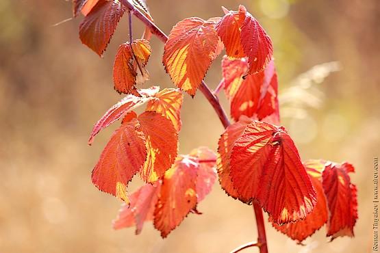 les feuilles deviennent rouges