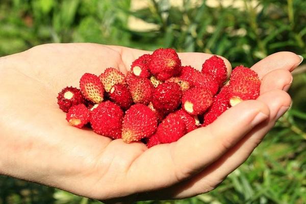 palm of berries