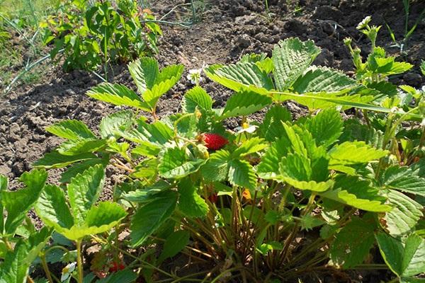 fraises d'élevage