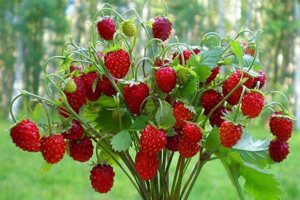 fraises dans un verre