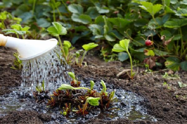 watering strawberries