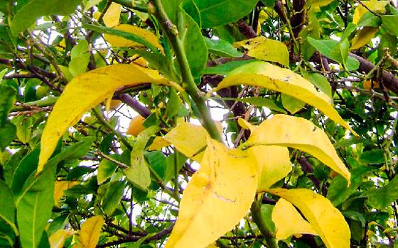 tourner les feuilles jaunes