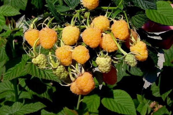 yellow raspberry