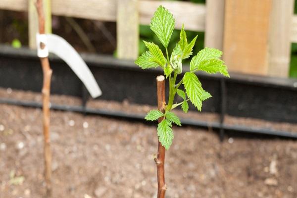 first leaves